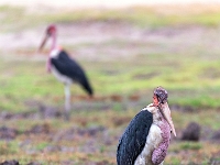 Rezerwat w Chobe (Botswana)
